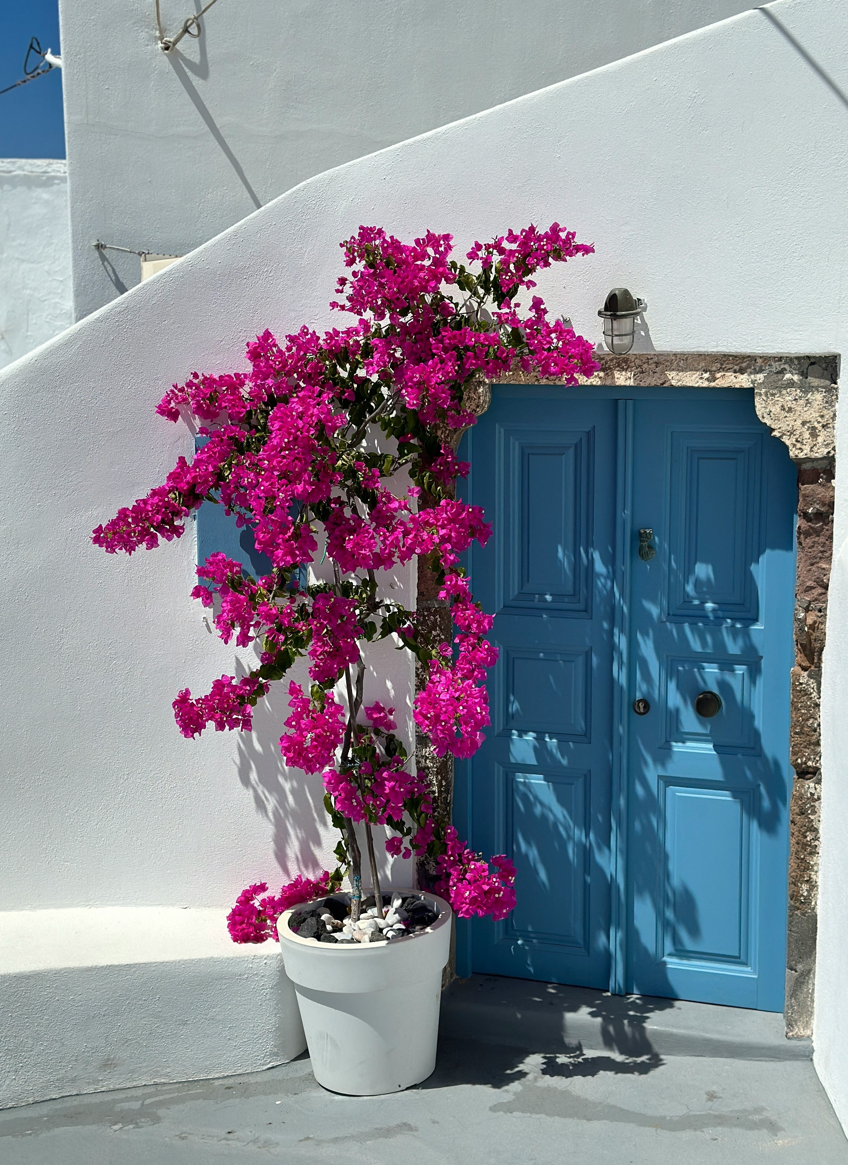 bougainvillea 2